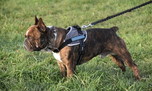 dog 5929147 1280 jpg