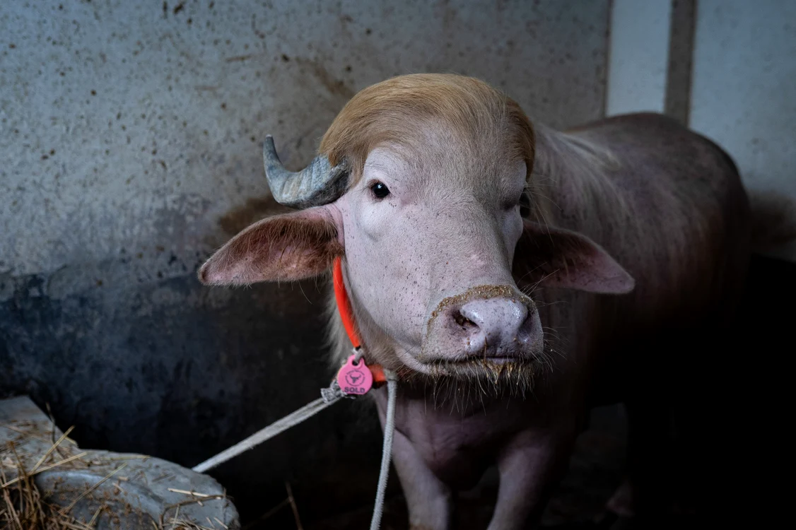 Bivolul albinos a fost cruțat și mutat la o grădină zoologică. FOTO: Profimedia
