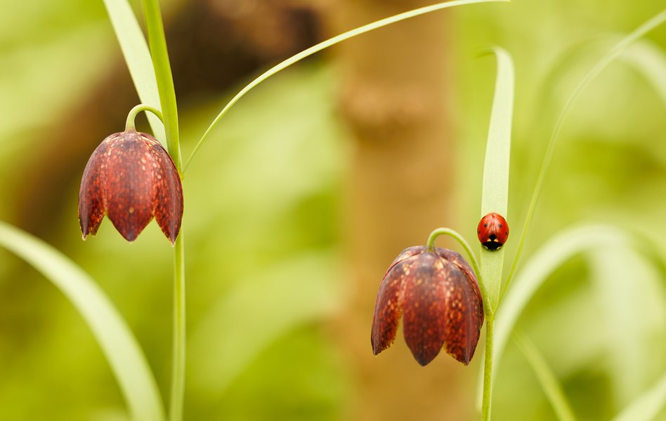 Comoară vie pe cale de dispariție, într-o pădure din România. Este una dintre cele mai rare specii de plante, protejate de lege 