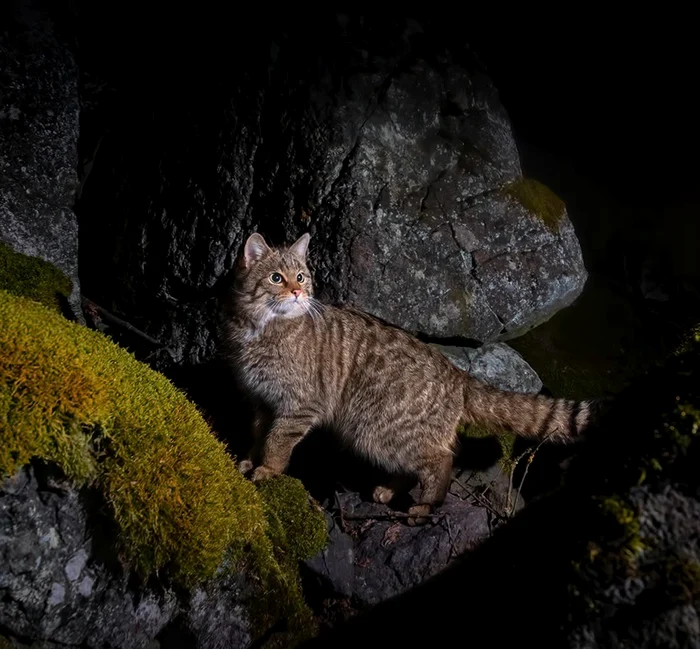 Pisica sălbatică, surprinsă de fotograful Vladimír Čech Jr. 