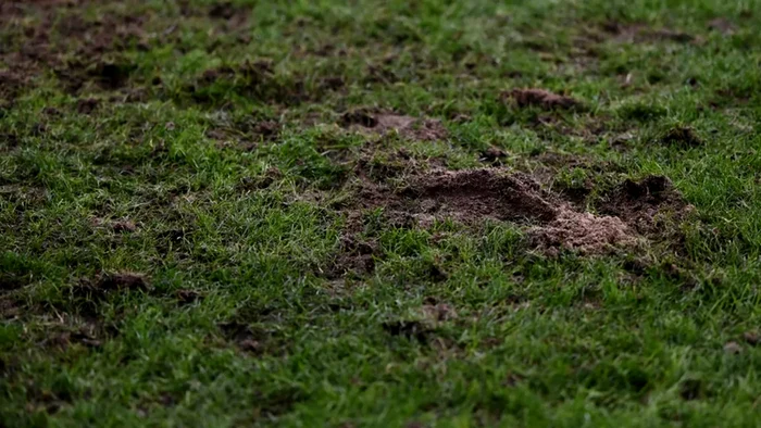 Gazonul de pe stadionul Steaua a fost deplorabil. Foto Sportpictures