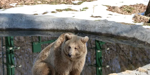 Ursoaica Masha şi-a găsit liniştea şi pacea FOTO Asociaţia Milioane de Prieteni