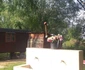 Strada Colonia Slavic din Timişoara FOTO Ştefan Both