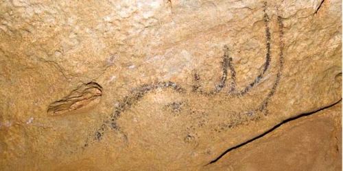 Rinocerul din Peştera Coliboaia a fost pictat acum peste 30.000 de ani