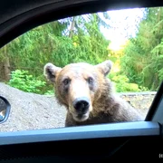 Urs pe Transfăgărășan  Foto Daniel Guță ADEVĂRUL jpg