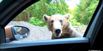 Urs pe Transfăgărășan  Foto Daniel Guță ADEVĂRUL jpg