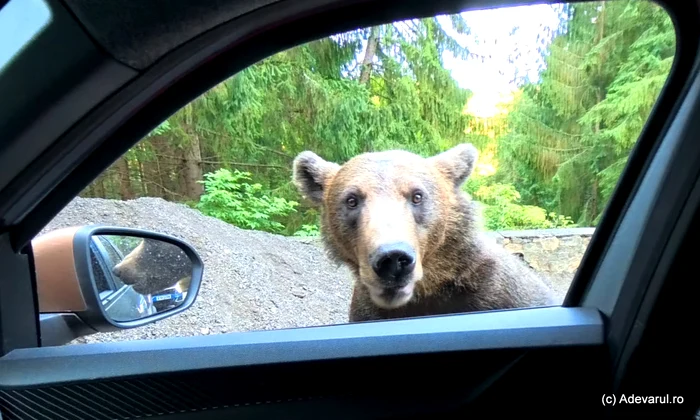 Urs pe Transfăgărășan Foto Daniel Guță ADEVĂRUL jpg