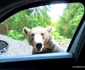 Urs pe Transfăgărășan  Foto Daniel Guță ADEVĂRUL jpg