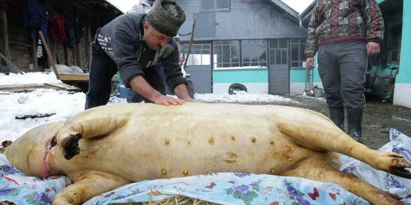 Vasluienii preferă să-şi sacrifice porcii în mod tradiţional