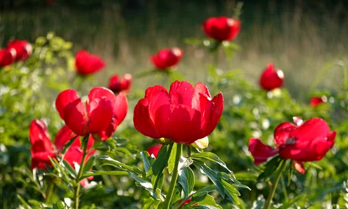 Bujori   shutterstock 3 jpg