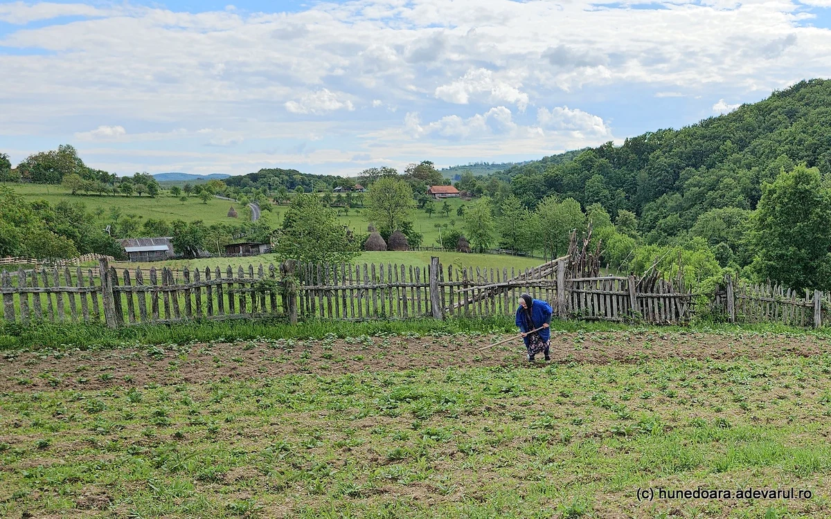 Agricultură de subzistență. Comuna Bătrâna. Foto: Daniel Guță. Adevărul