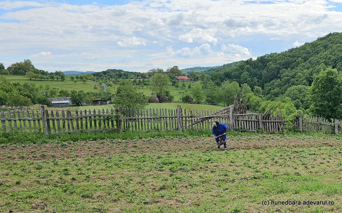 Agricultură de subzistență. Comuna Bătrâna. Foto: Daniel Guță. Adevărul
