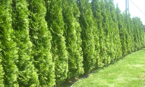 1 84563 original jpg jpeg