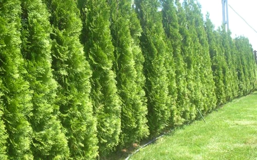 1 84563 original jpg jpeg