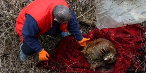 gunoaie malurile bistritei 3