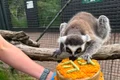 lemur stumpy instagram jpg