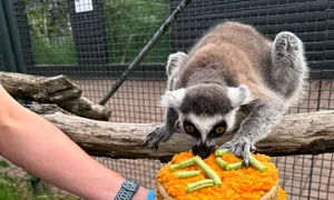 lemur stumpy instagram jpg