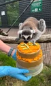lemur stumpy instagram jpg
