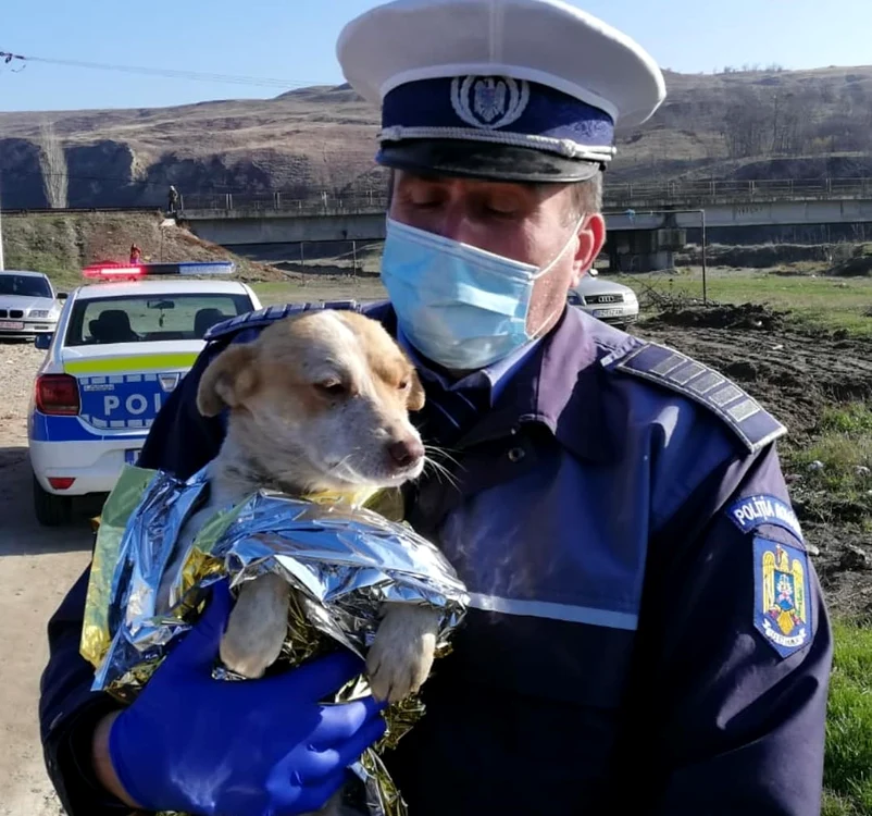 
    Polițiștii au intrat în curtea adolescenților, au luat cățelul, l-au acoperit cu folie de protecție și l-au dus salvatorilor, pentru a-i trata rănilefoto: MAI  