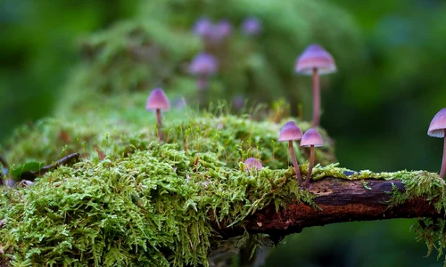 Ciuperci (foto: Pixabay)