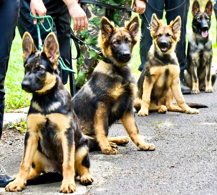 Câinii se antrenează la Centrul Chinologic de la Sibiu