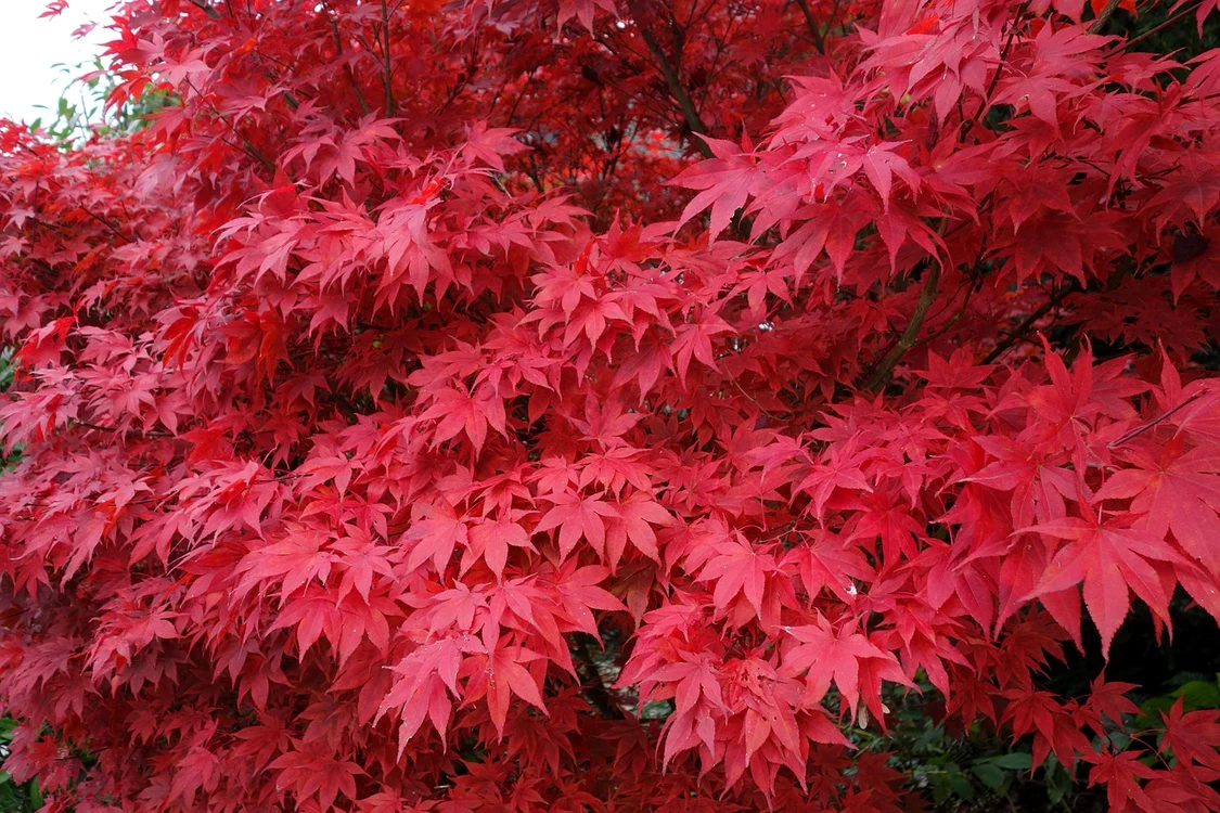 Arțar japonez / foto: Pixabay 