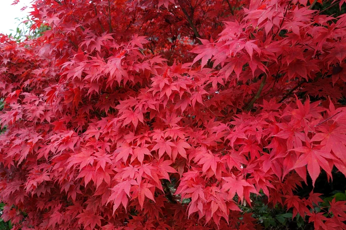 Arțar japonez / foto: Pixabay