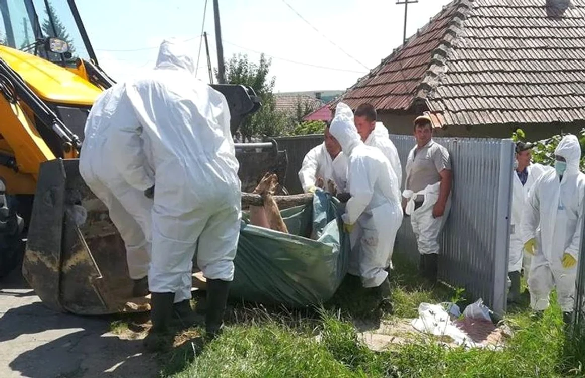25.000 de animale trebuie ucise în numai câteva zile FOTO Arhiva Adevărul