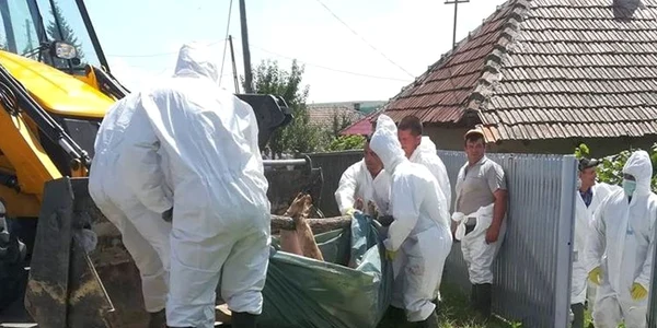 Uciderea porcilor în satul Suceveni judeţul Galaţi FOTO Constantin Cucu