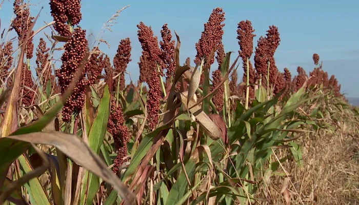 Planta seamănă cu porumbul / foto: Iulian Bunilă