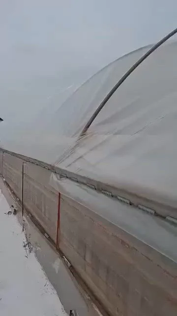 Nopți de coșmar pentru legumicultorii care au vrut să păcălească iarna. Vântul le-a dezvelit solariile, gerul îi ține lângă centrale