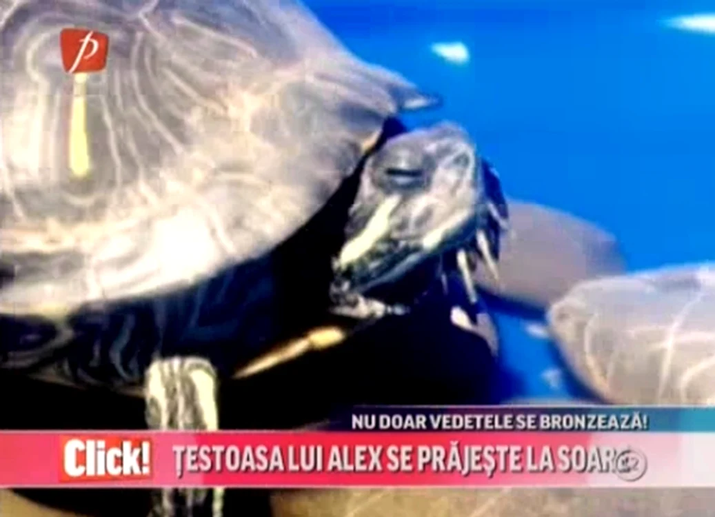 Ţestoasa lui Alex se face mare văzând cu ochii