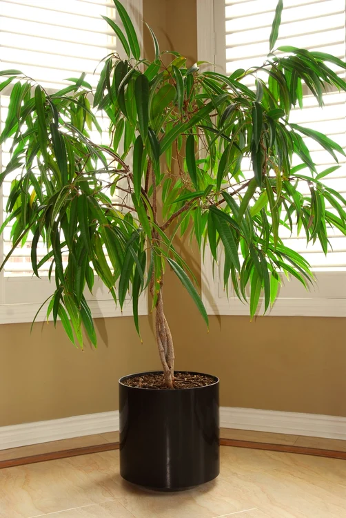 Plantele de apartament cu frunze mari absorb mai repede toxinele din aer 