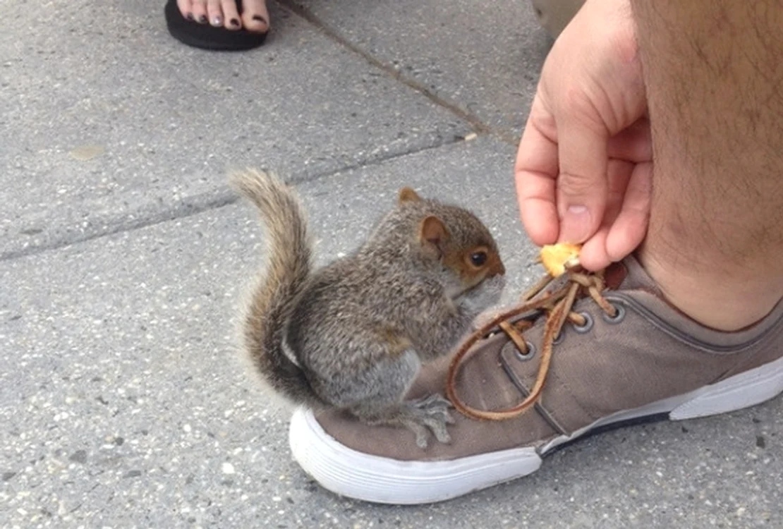 
    10. Cu siguranță, veverițele sunt printre cele mai gingașe animaleFoto: buzzfeed.com  