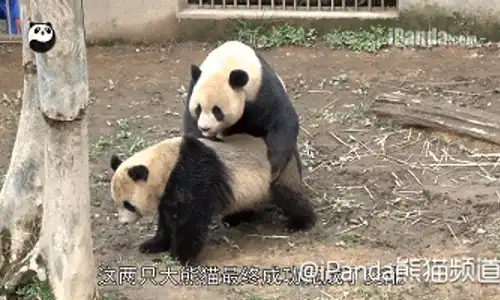 pandaporn1 gif