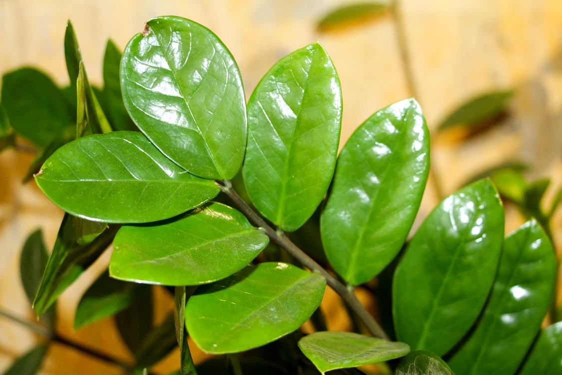 Planta de bani este cunoscută că aduce bogăție și noroc casei. Foto: Click.