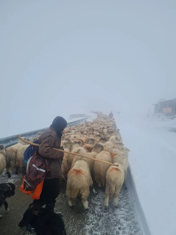 Drumarii așteaptă să vadă dacă mai există și alți crescători care au nevoie de ajutor FOTO: DRDP
