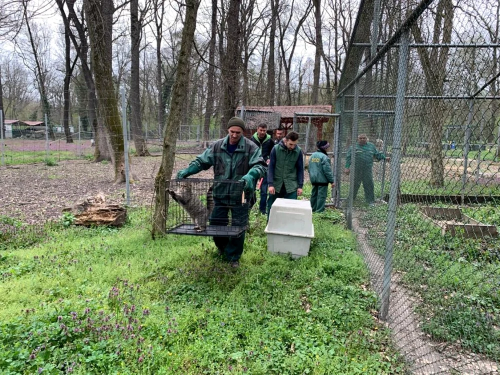 A început mutarea animalelor de la Grădina Zoo din Timişoara
