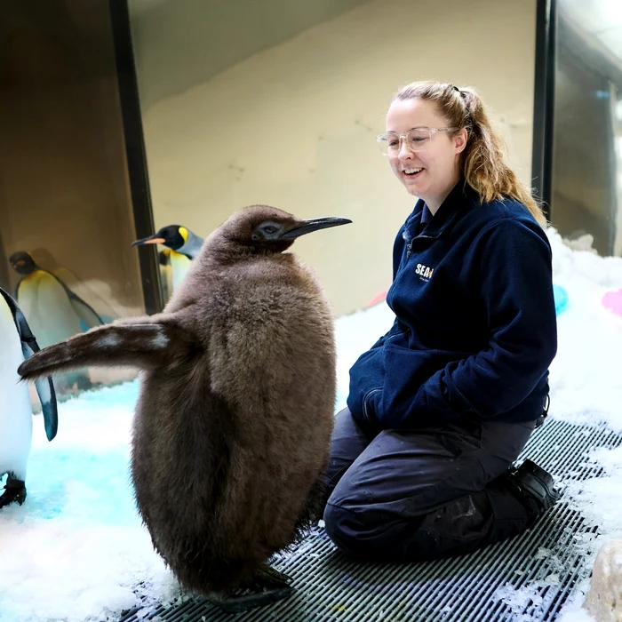 Pinguinul Pesto are 9 luni FOTO: Sea Life Melbourne