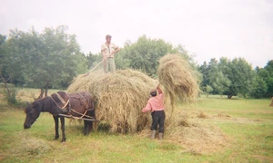 Şi caii se demodează? jpeg
