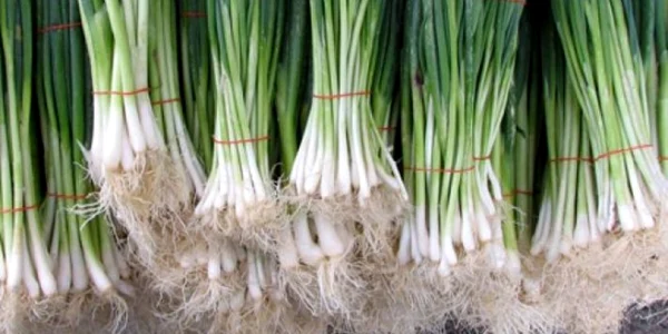 calarasi ceapa verde nu se consuma seara foto aflacum.ro