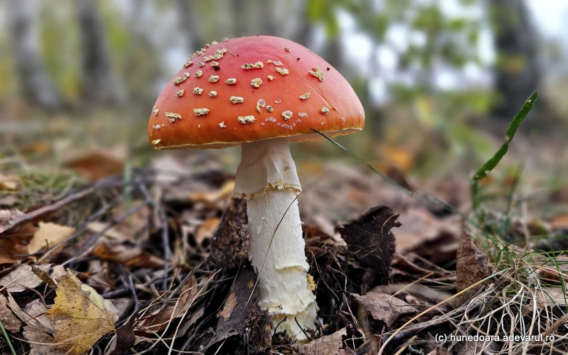 Ciuperci Amanita Muscaria Foto Daniel Guță ADEVĂRUL (2) jpg