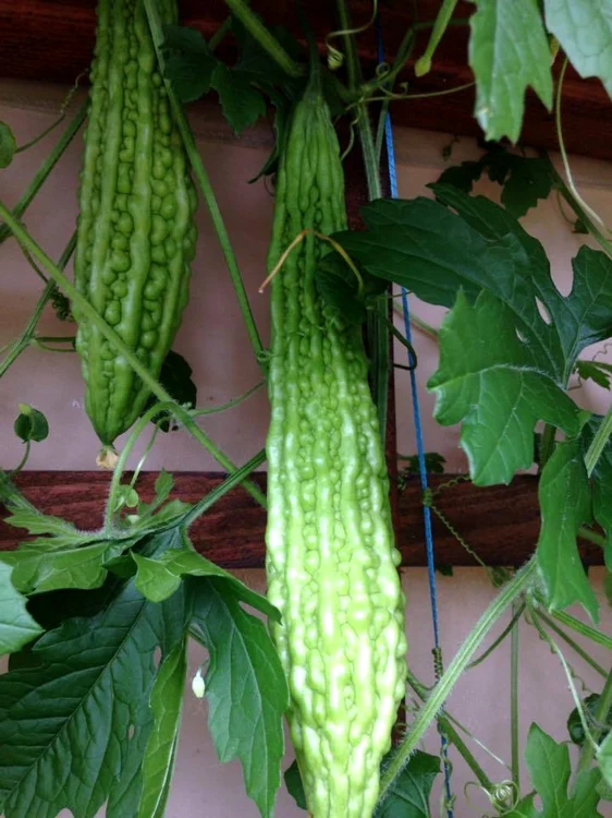 castravete vaslui