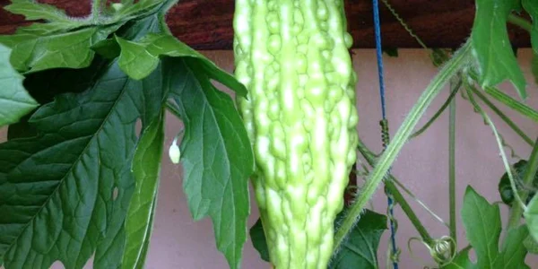 castravete vaslui