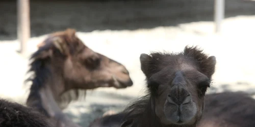 dromaderi foto sever gheorghe/click