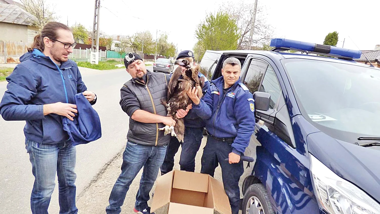 Exemplar rar de vultur pleşuv negru a fost capturat cu ajutorul jandarmilor, la începutul lunii aprilie