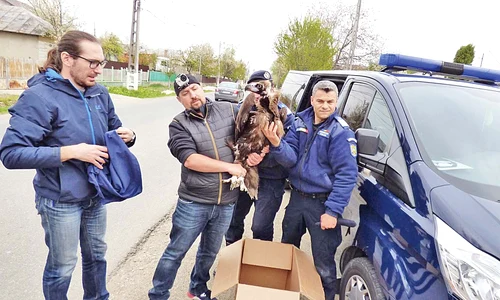 Exemplar rar de vultur pleşuv negru a fost capturat cu ajutorul jandarmilor, la începutul lunii aprilie jpeg