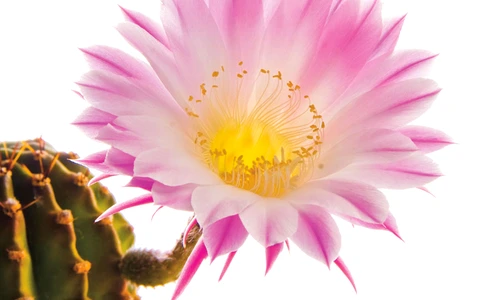 1 65520 original jpg jpeg