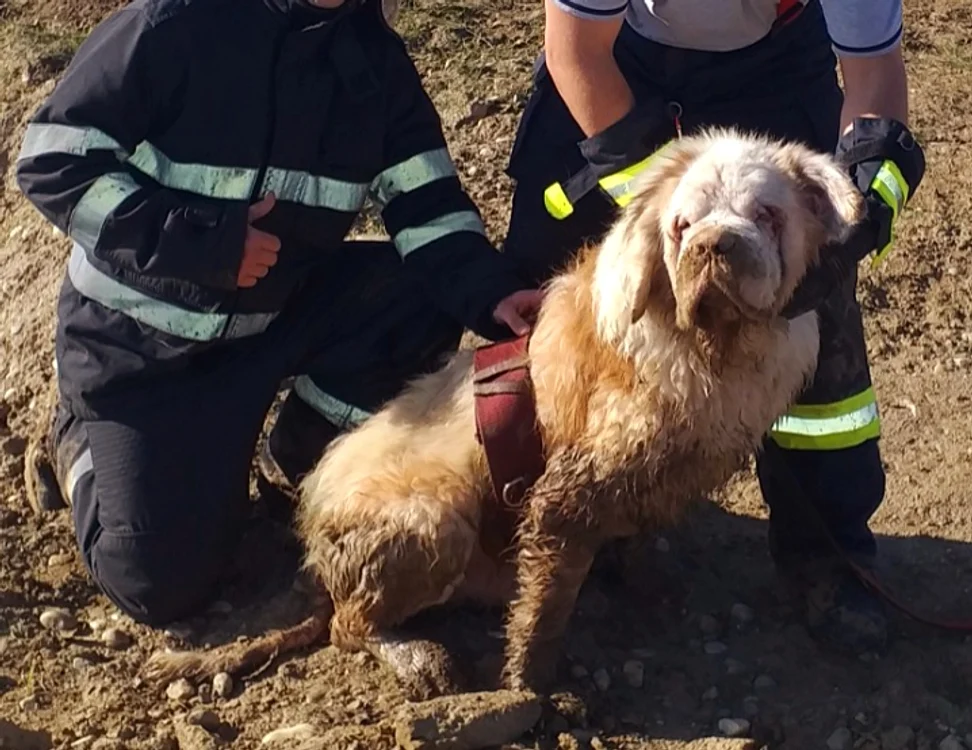 
    Saint Bernard-ul a fost salvat cu succesFoto: ISU Giurgiu  