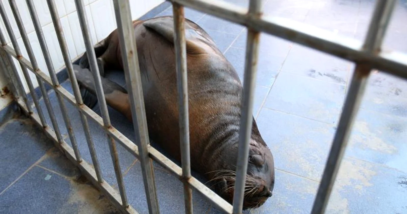 Leul de mare a fost adus la Constanţa în urmă cu 15 ani